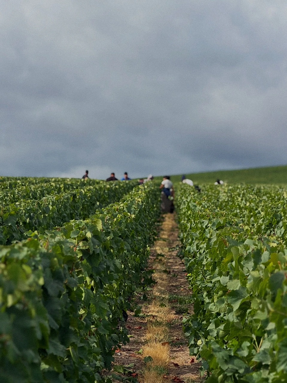 Rangs de vignes verdoyants s'étendant sous un ciel nuageux, avec des vendangeurs au loin
